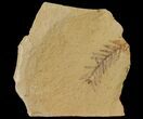 Dawn Redwood (Metasequoia) Fossil - Montana #126613-1